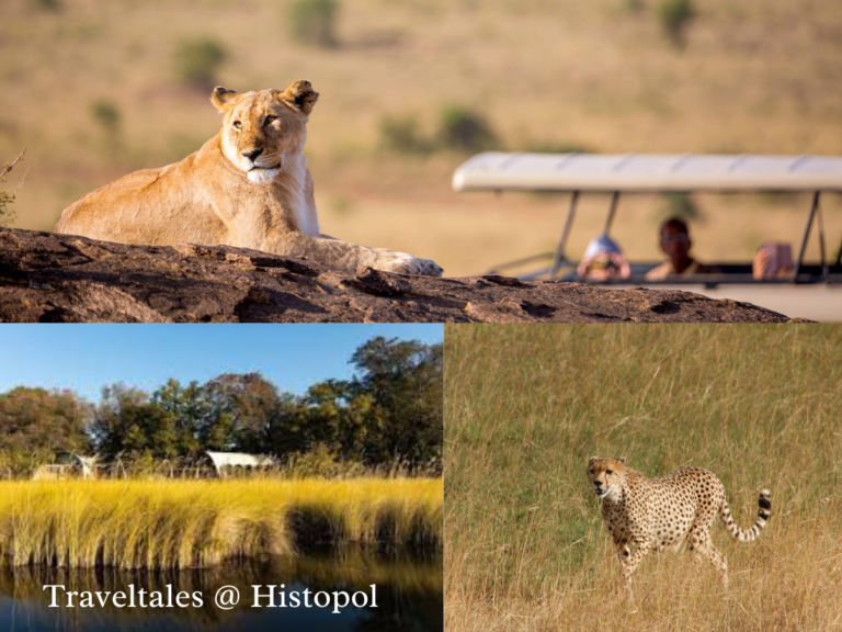 Planning the Perfect Safari Adventure 2024